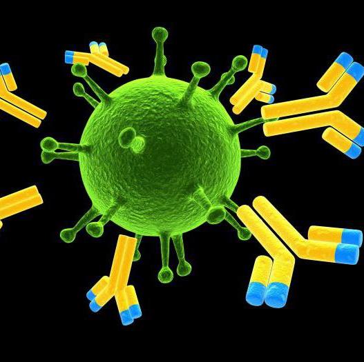 Цитомегаловирус, авидность антител IgG