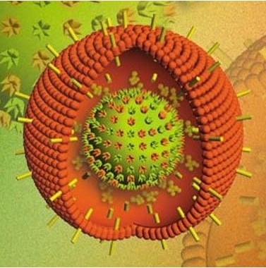 Вирус Эпштейна – Барр ядерный антиген IgG 
