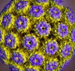Вирус герпеса 1 и 2 типов, Авидность антител IgG