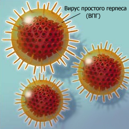 Вирус простого герпеса, антитела Ig M, Ig G