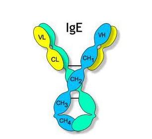 Общий иммуноглобулин Е (Ig E)